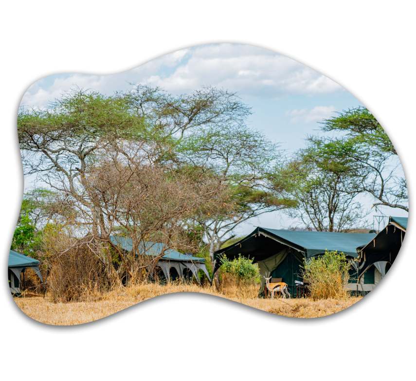 tented lodge kirurumu central serengeti